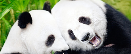 Image for Be Ready for Google’s Panda 4.0