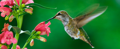 Image for Google Hummingbird and Everything You Need to Know